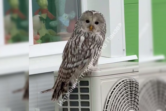 Кому пришло письмо в Хогвартс? К жителям Спутника прилетела сова