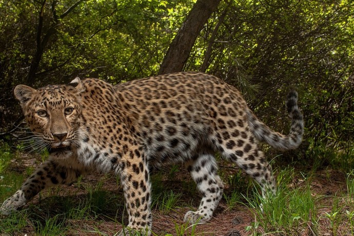 Земля леопарда увековечила память героев Хасана в новом кордоне