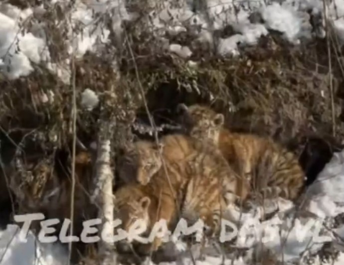 Четверых тигрят без матери нашли на трассе в Приморье