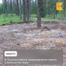 Свалку убрали с территории памятника природы в Лузском районе