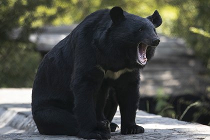 Женщина выжила после нападения медведя и раненая провела ночь в лесу