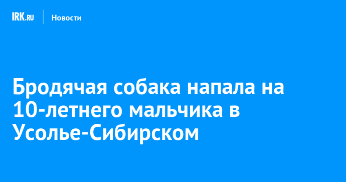Бродячая собака напала на 10-летнего мальчика в Усолье-Сибирском Бродячая собака напала на 10-летнего мальчика в Усолье-Сибирском