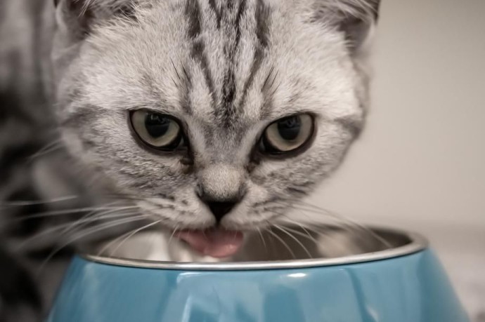 Можно смело брать – он из мяса: Роскачество составило список лучших кормов для животных