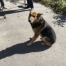 Собаку, покусавшую ребенка в Приморье, поймали