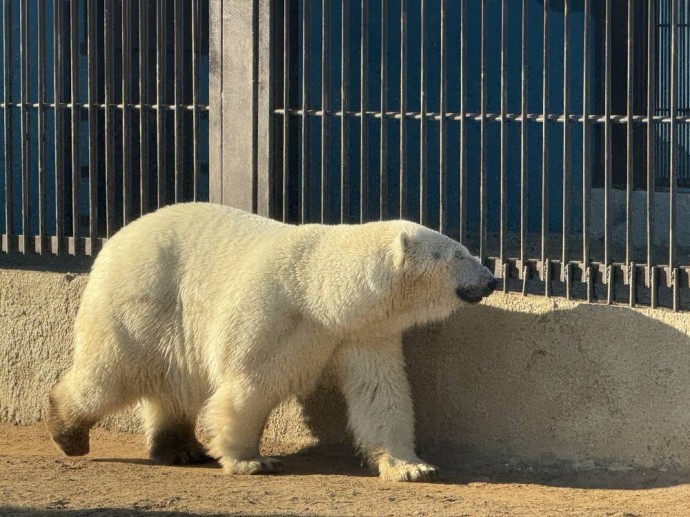 ​Пермский зоопарк с момента открытия посетили более 350 тыс. человек