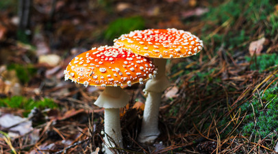 Терапевт Агаева назвала главный «красный флаг» при отравлении грибами Терапевт Агаева назвала главный «красный флаг» при отравлении грибами