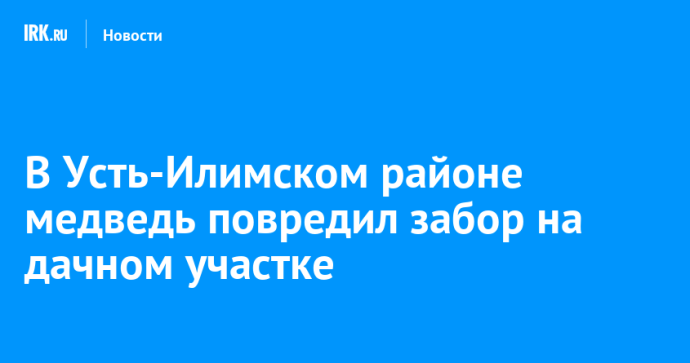 В Усть-Илимском районе медведь повредил забор на дачном участке