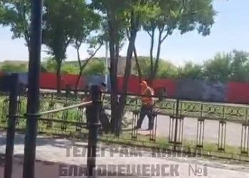 В МЦУ объяснили, почему проводится спил деревьев на набережной Благовещенска