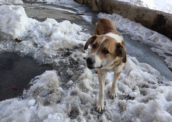 Снег с дождем и тепло до +5° обещают амурчанам синоптики
