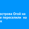 Лису с острова Огой на Байкале переселили  на материк