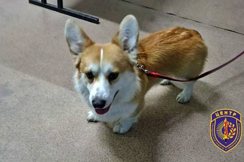 Амурские пожарные спасли из упавшей фуры водителя и корги