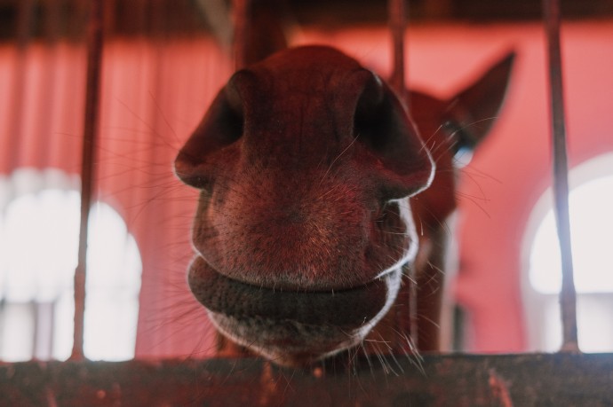 Всадник успел спрыгнуть: под Астраханью лошадь провалились в средневековый склеп Всадник успел спрыгнуть: под Астраханью лошадь провалились в средневековый склеп
