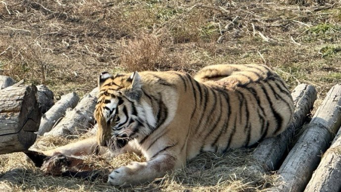 Амурского тигра, напавшего на лошадь, отловили под Владивостоком Амурского тигра, напавшего на лошадь, отловили под Владивостоком