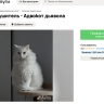 В Москве предлагают взять в аренду кота разрушителя за 666 рублей в минуту