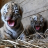 В Московском зоопарке родились два амурских тигренка