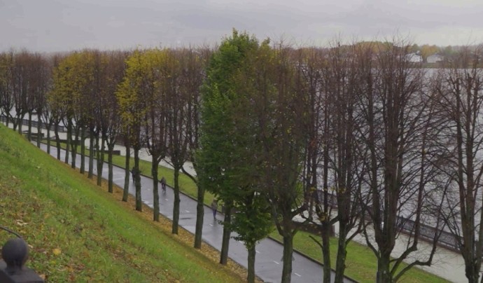 Ярославский биолог раскрыла секрет зеленой липы на Волжской набережной Ярославский биолог раскрыла секрет зеленой липы на Волжской набережной