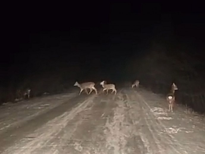 В Приморье на дороге заметили стадо оленей