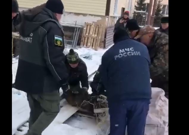 В Салавате спасатели поймали в городе дикого кабана