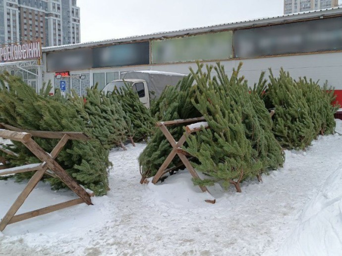 Новый год близко: стали известны адреса елочных базаров в Пензе Новый год близко: стали известны адреса елочных базаров в Пензе