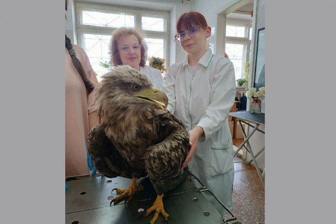 Кировские ветеринары спасли краснокнижного орлана