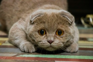 360: В Москве кошку оставили в квартире одну на полтора месяца