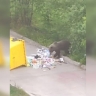 Медведь вышел к мусорной площадке в башкирском Межгорье