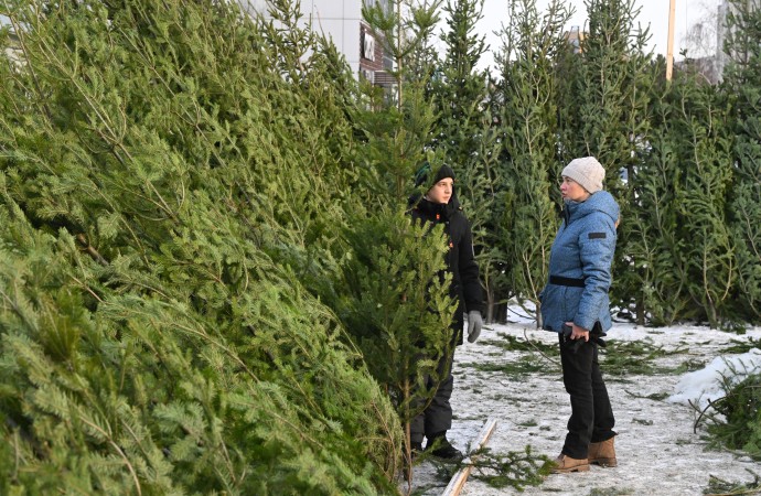 Роспотребнадзор призвал не покупать живую елку у «черных лесорубов»