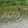 Плывущий по сахалинской реке медведь попал на видео