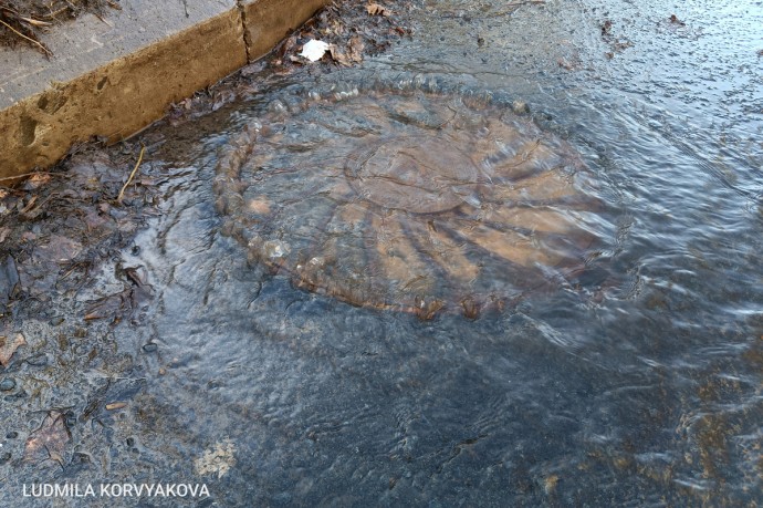 В Кукковке произошла авария на водонасосной станции