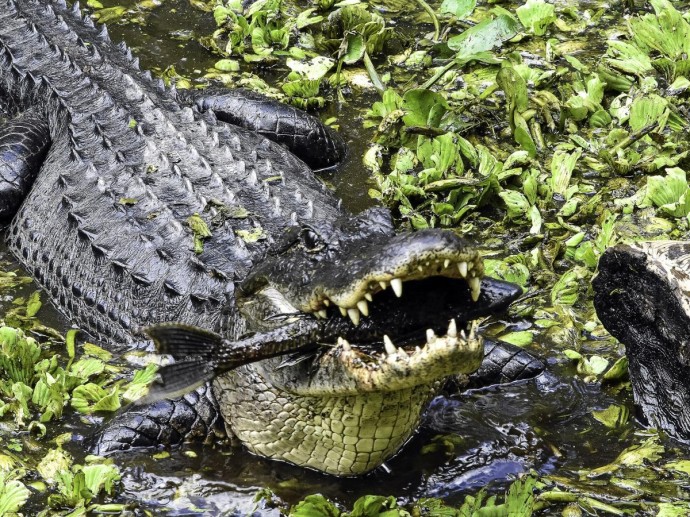 Индустрия крокодиловых ферм набирает обороты в мире — CPG