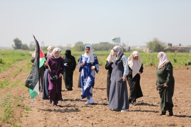 Израильские власти уничтожили сотни оливковых деревьев на Западном берегу