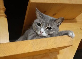 Девам дадут слегка передохнуть, планы Тельцов пойдут насмарку