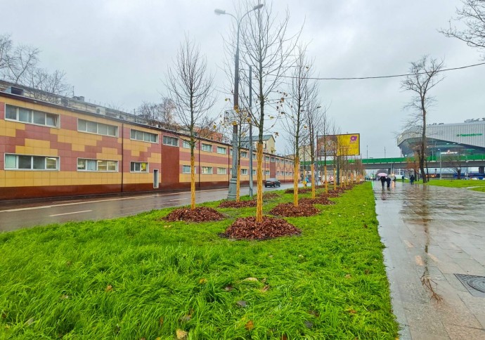 Более 700 деревьев высадят на Щелковском шоссе и ряде улиц на востоке Москвы Более 700 деревьев высадят на Щелковском шоссе и ряде улиц на востоке Москвы