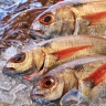 Роспотребнадзор нашел небезопасную рыбную продукцию в Пензенской области