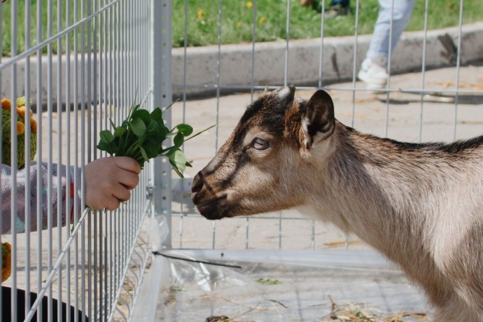 В ТРЦ Пензы нашли незаконный контактный зоопарк В ТРЦ Пензы нашли незаконный контактный зоопарк