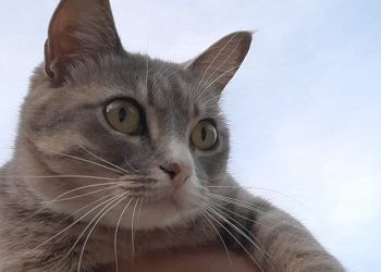 Тельцы решат любые проблемы, козырем Козерогов будет обезоруживающая честность