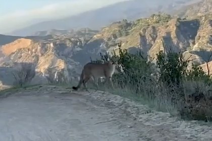 Велосипедисты столкнулись с пумой и сняли ее на видео Велосипедисты столкнулись с пумой и сняли ее на видео