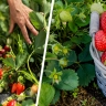 Садоводы в замешательстве: почему клубника отказывается цвести?