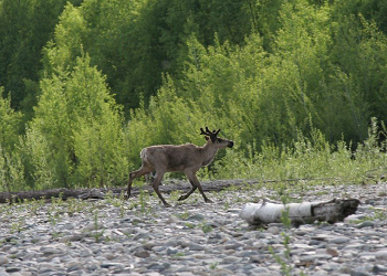 Компанию обязали выплатить ущерб дикой природе Приамурья в 1,9 миллиона Компанию обязали выплатить ущерб дикой природе Приамурья в 1,9 миллиона