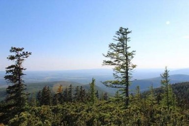 Амурская область попала в «зеленую зону» на карте горимости