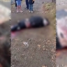 Хищник вышел к домам и задрал телёнка в Приморье