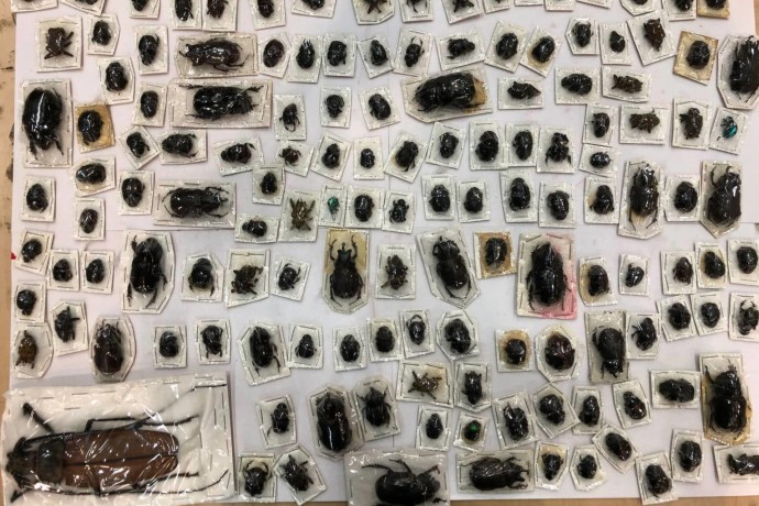 Таможенники Москвы обнаружили в посылках из Перу жуков длиной до 20 сантиметров Таможенники Москвы обнаружили в посылках из Перу жуков длиной до 20 сантиметров