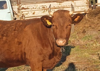 Корову редкой породы содержат фермеры из Белогорского округа Корову редкой породы содержат фермеры из Белогорского округа