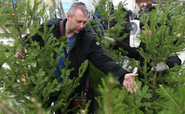 В Москве открылись ёлочные базары В Москве открылись ёлочные базары