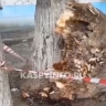 Огромное дерево упало на такси в Астрахани 