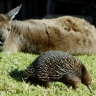 В Московский зоопарк привезли полосатого кускуса и двух ехидн
