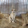 Количество собак и кошек в квартире предложили ограничить до двух