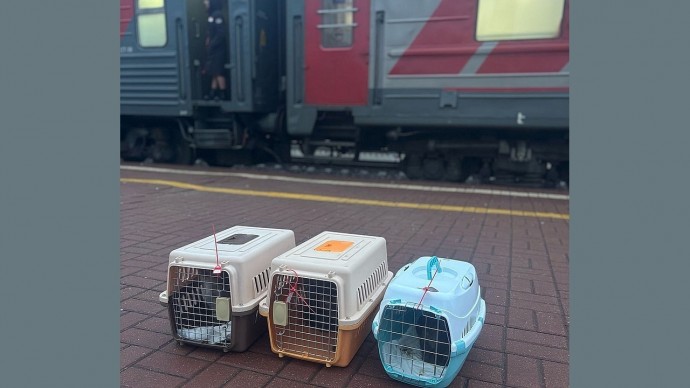 Тульский центр помощи «Любимец» принял 5 кошек из Белгорода
