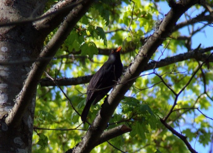 Юные экологи Петербурга прошли в очный этап всероссийского конкурса «Подрост»