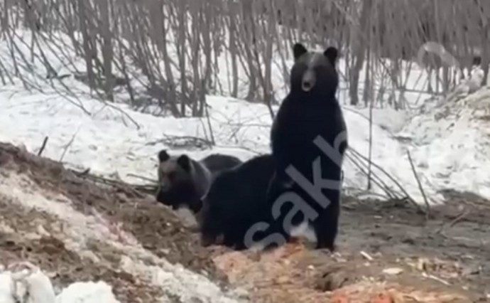 Медведи снова в людных местах: в Ногликах увидели медвежат с матерью у гаражей